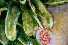 Bromeliade 30.48 x 30.48 cm 1993 VENDU