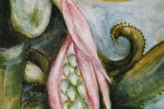 Bromeliade  40.64 x 20.32 cm 1998