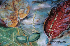 Feuilles et amandes 20.32 x 25.4 cm 1998 VENDU