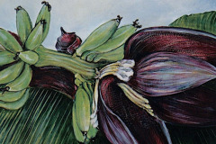 Fleur de banane 45.72 x 45.72 cm 1998 VENDU