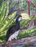Hornbill, Pangkor Island — 16" × 12", 2026